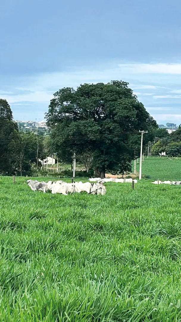 Thumbnail description