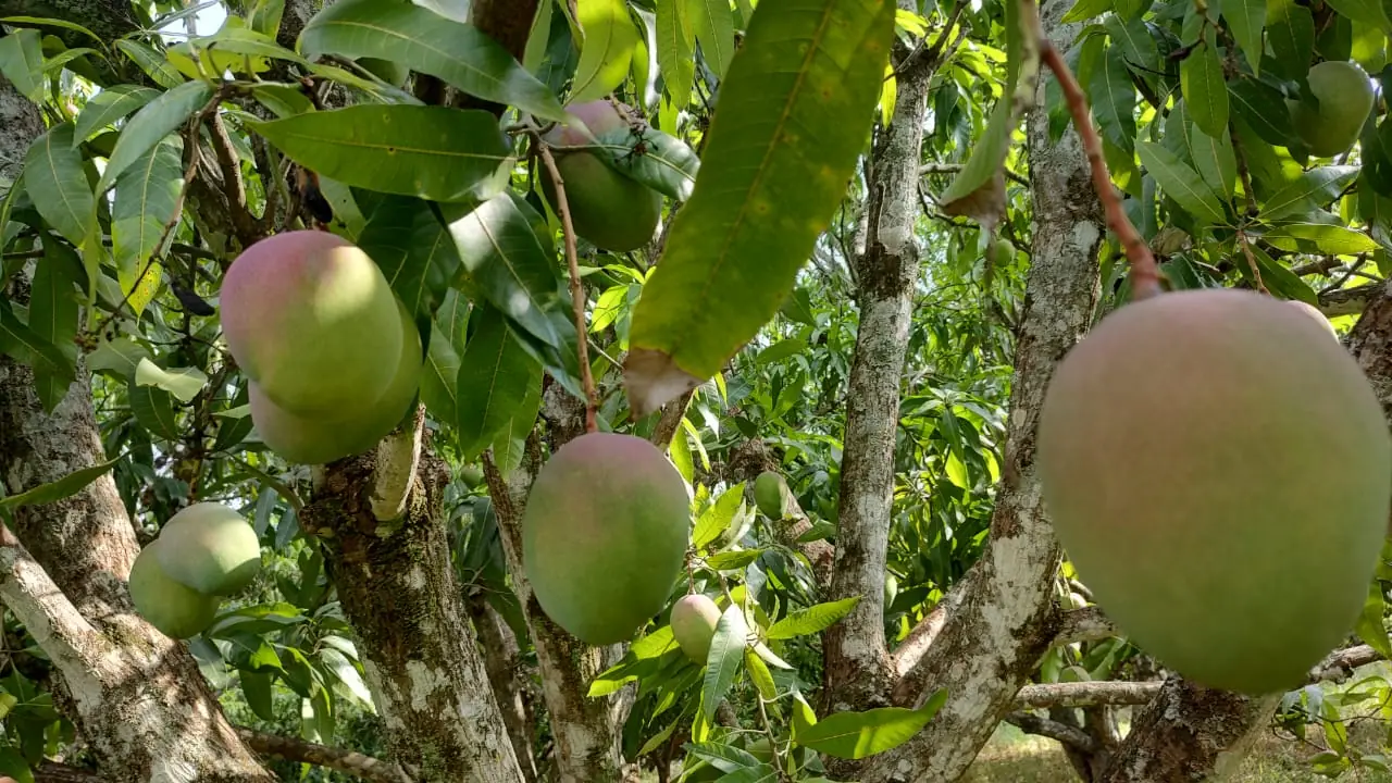 Colheita da manga tem início na região com clima favorável no pomar