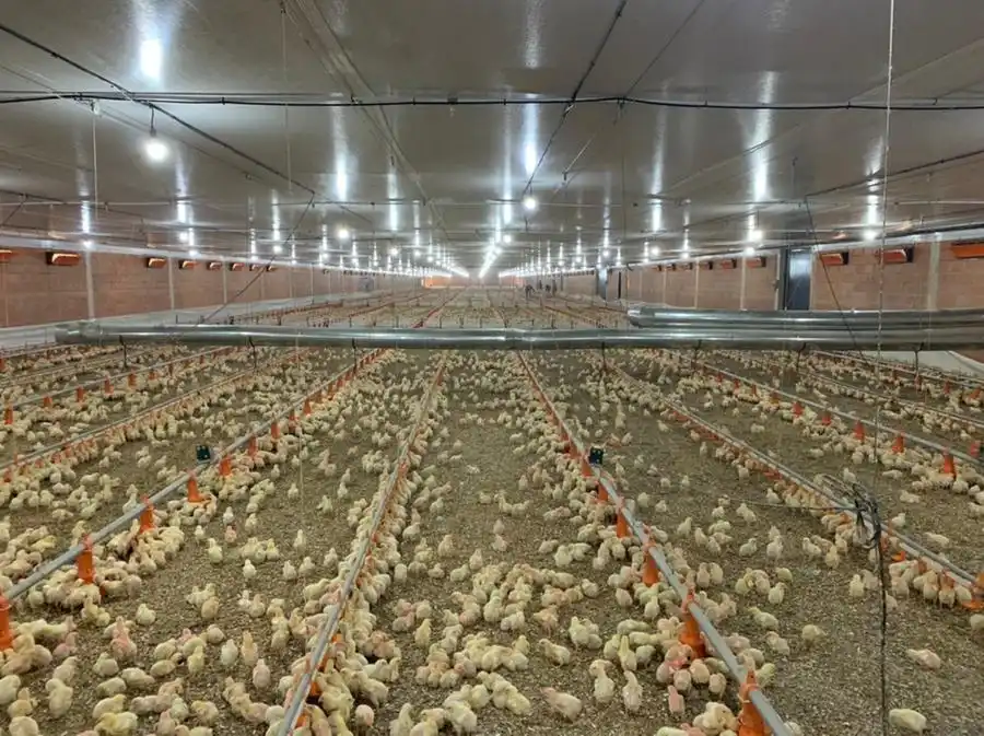 Aviário do produtor Renato Gaspar Martins: energia solar permite economia na conta de energia elétrica e reduz emissão de gás carbônico (Divulgação)