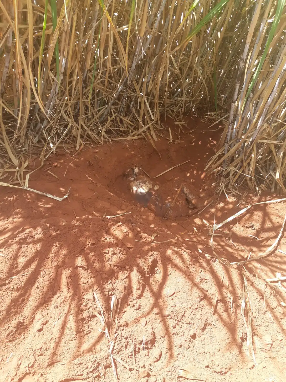 Local onde o corpo do policial aposentado foi encontrado em um canavial na cidade de Indiaporã (Divulgação)