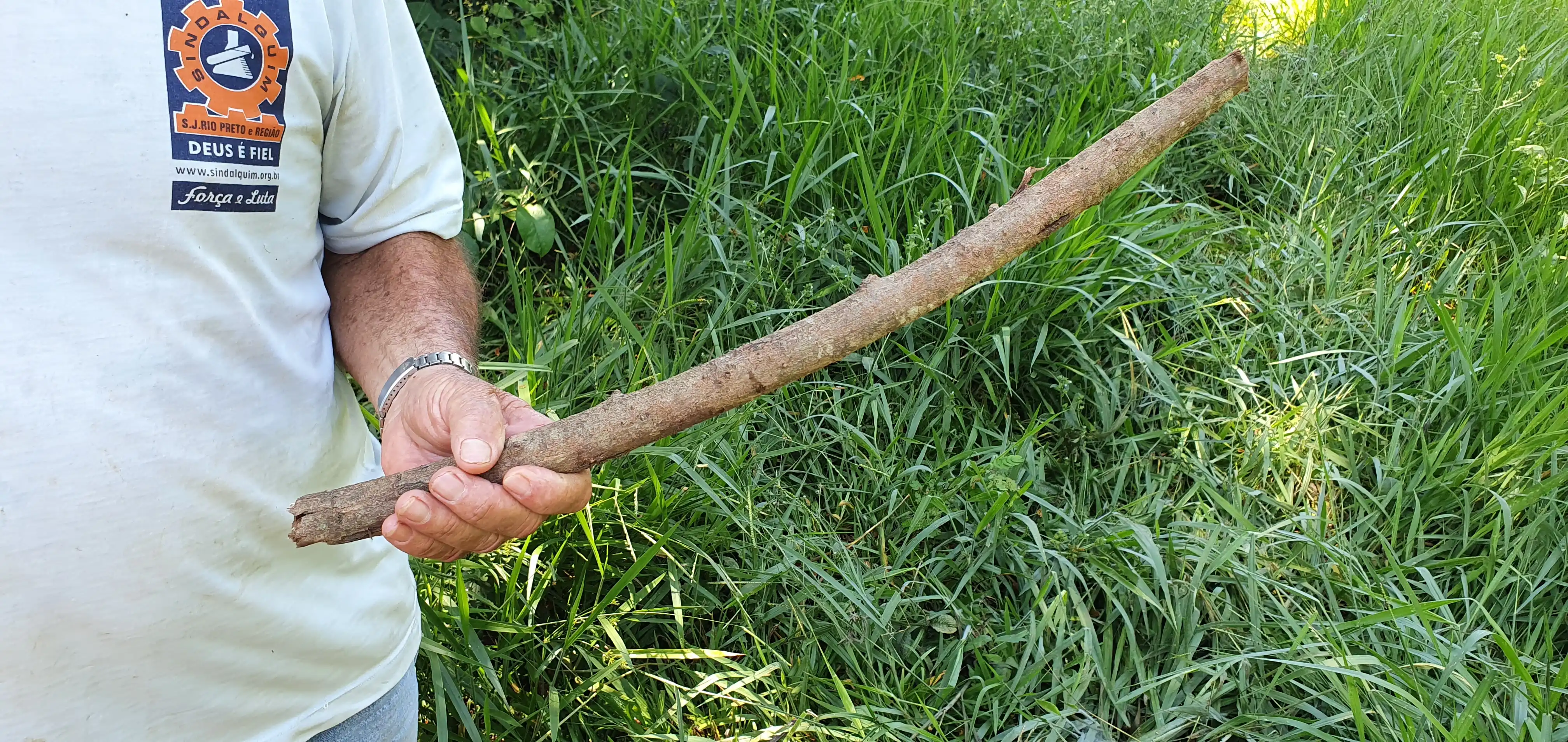 Pedaço de pau utilizado por Gildo para salvar Tico do ataque da sucuri (Luiz Aranha/Gazeta do Interior/Colaboração)
