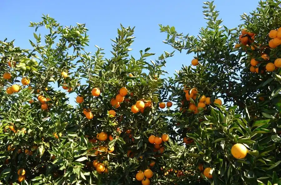 Laranja é cultivada em praticamente todos os municípios do Estado (Divulgação)