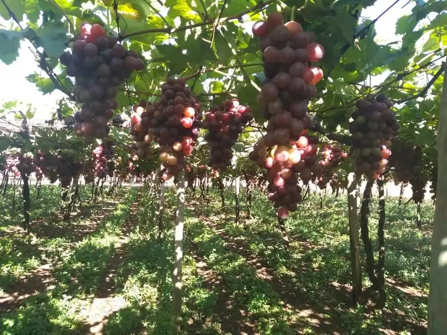 Produção de uva foi de 21 mil toneladas em 2020 na região de Jales (Divulgação)