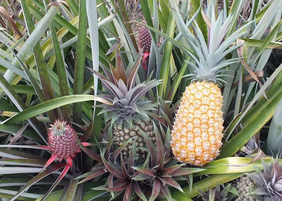 Thumbnail description