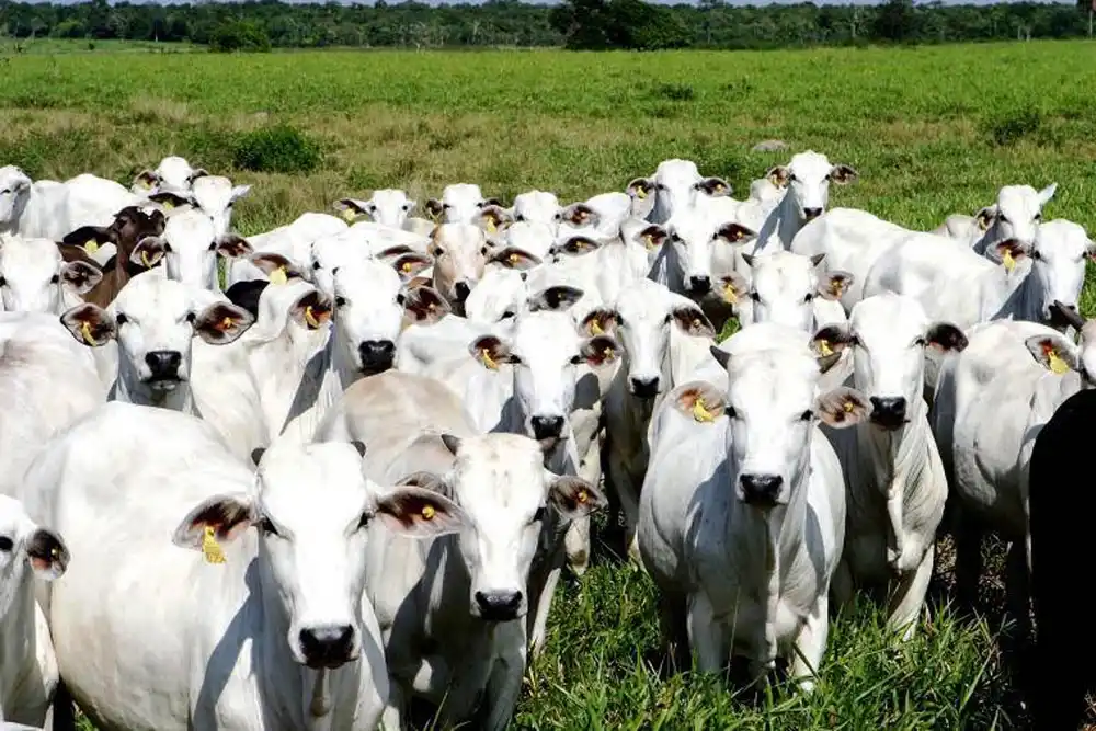 Queda na produção de carne bovina, por ser a proteína mais cara, segundo o Ipea, é um dos itens que mais preocupa (Divulgação/ ASCOM)
