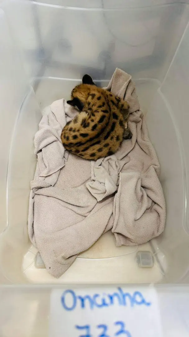 Filhote de onça-parda é levado para Zoobotânico