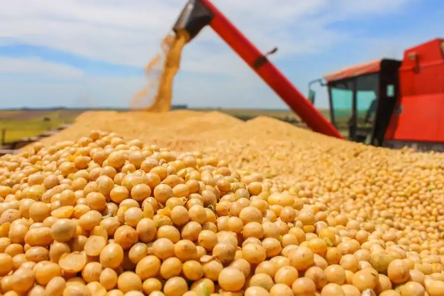 A soja é o principal produto do setor, com vendas de US$ 8,09 bilhões (Divulgação)