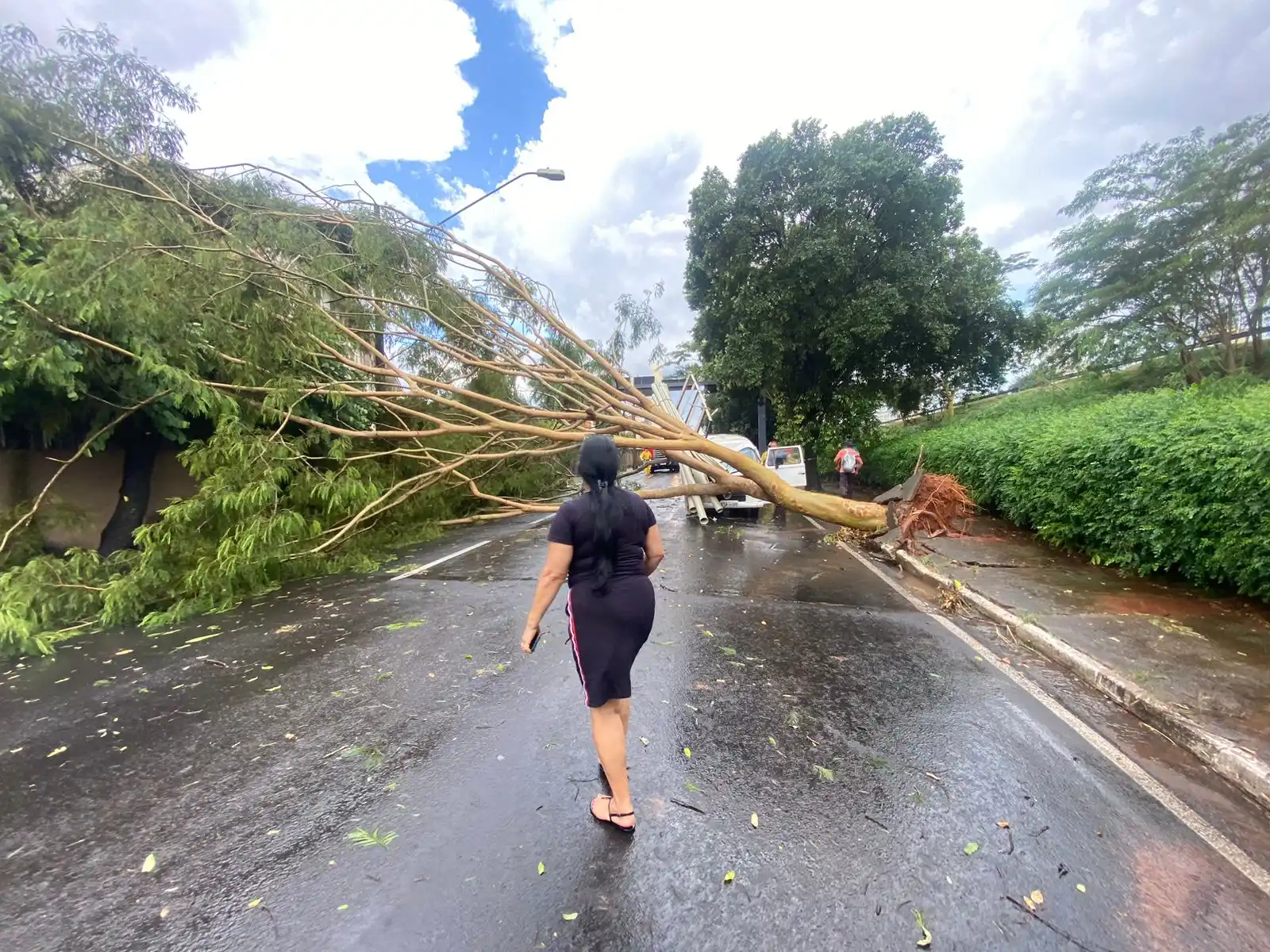 Árvore caiu na marginal da rodovia Washington Luís, em Rio Preto (Guilherme Baffi 29/3/2023)