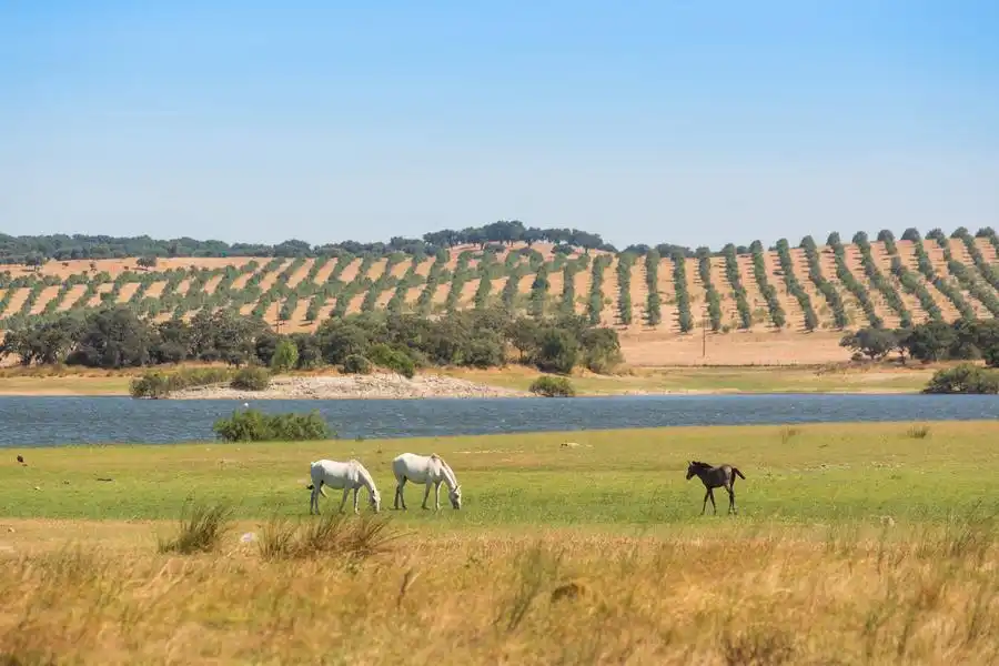 Hotel fica no Alentejo, em Alter do Chão, integrado na Coudelaria de Alter, a mais antiga do mundo (Divulgação)