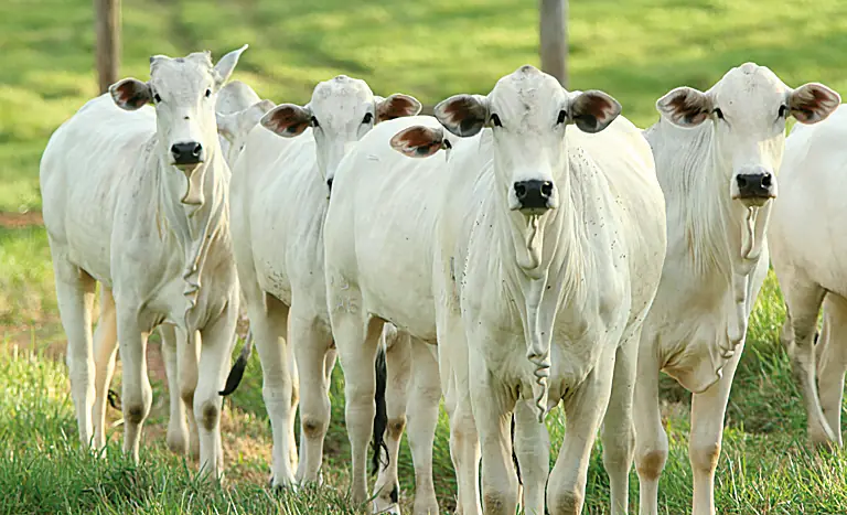 Exportações de carne bovina registram aumento em setembro (Divulgação)
