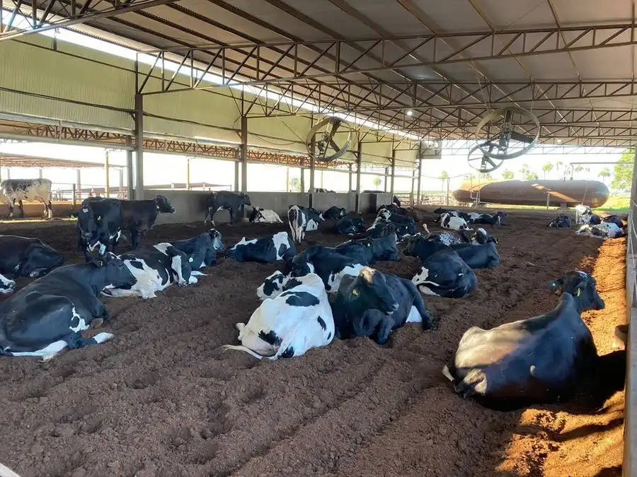 Animais da propriedade de Gabriela Rodrigues ficam em ambiente mais confortável e têm manejo especial de higiene na hora da ordenha (Divulgação)