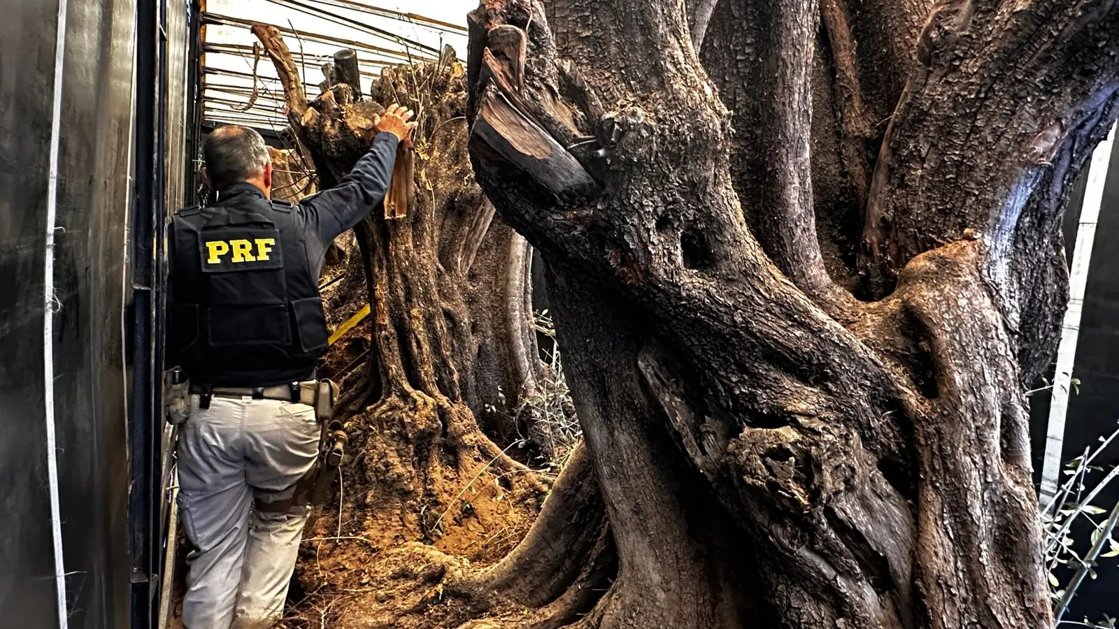 Polícia Rodoviária Federal apreende em Rio Preto oito oliveiras centenárias vindas da Argentina