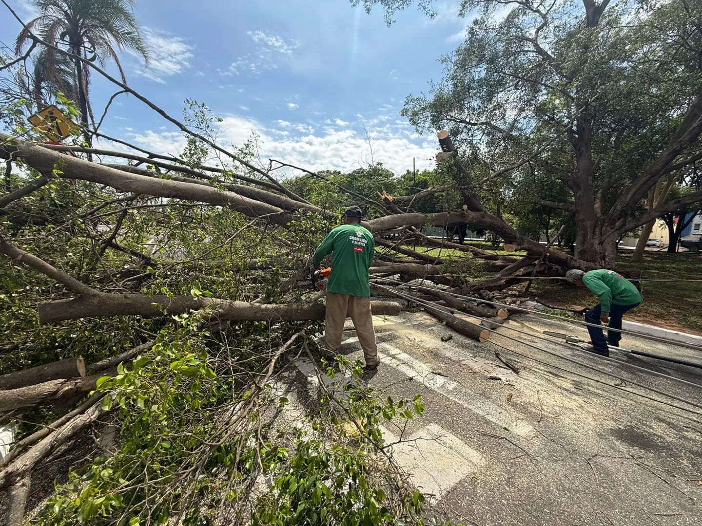 Queda de árvore interdita trânsito em avenida de Rio Preto