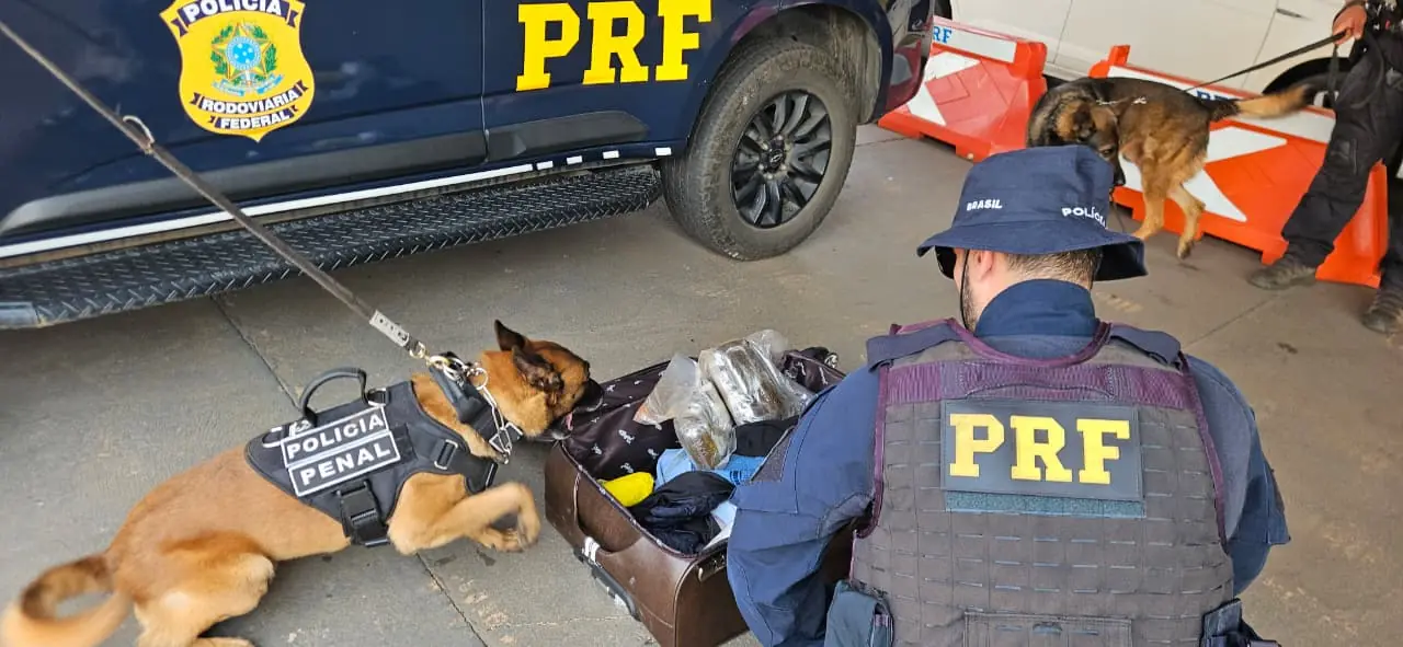 Cão farejador da PRF encontra drogas em mala de passageiro de ônibus (Polícia Rodoviária Federal)