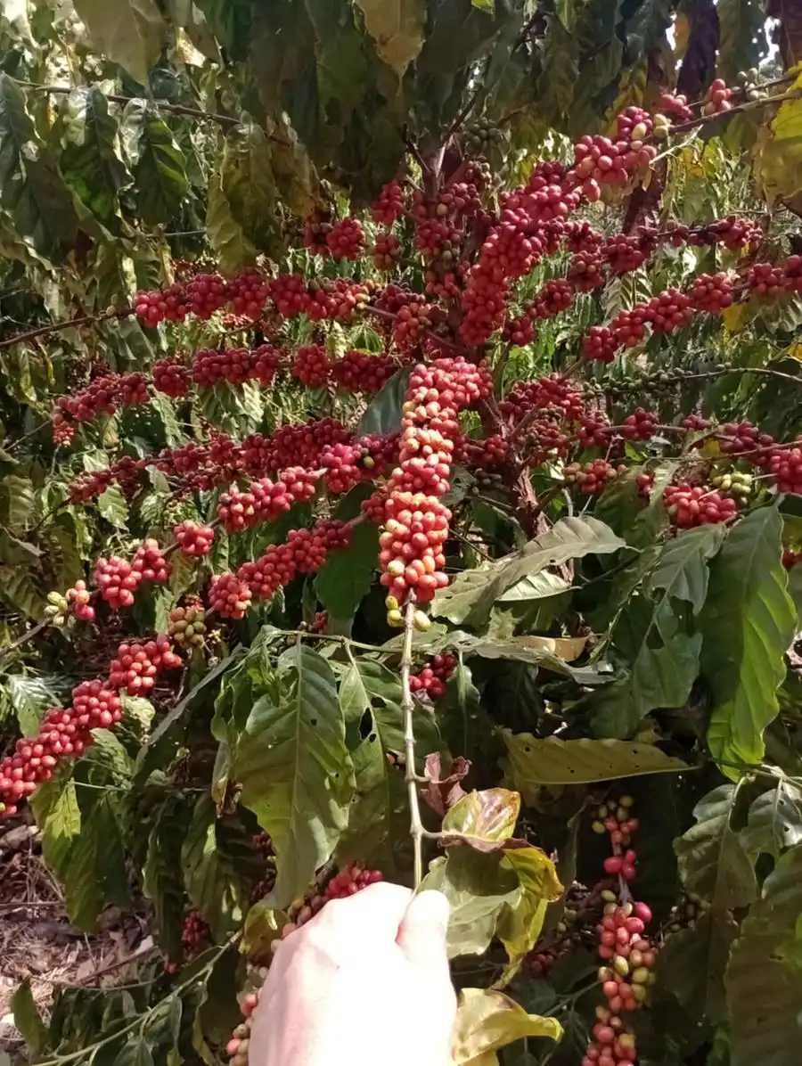 Café conilon tem impulsionado produtores a cultivar o grão no estado paulista (Café conilon tem impulsionado produtores a cultivar o grão no estado paulista)