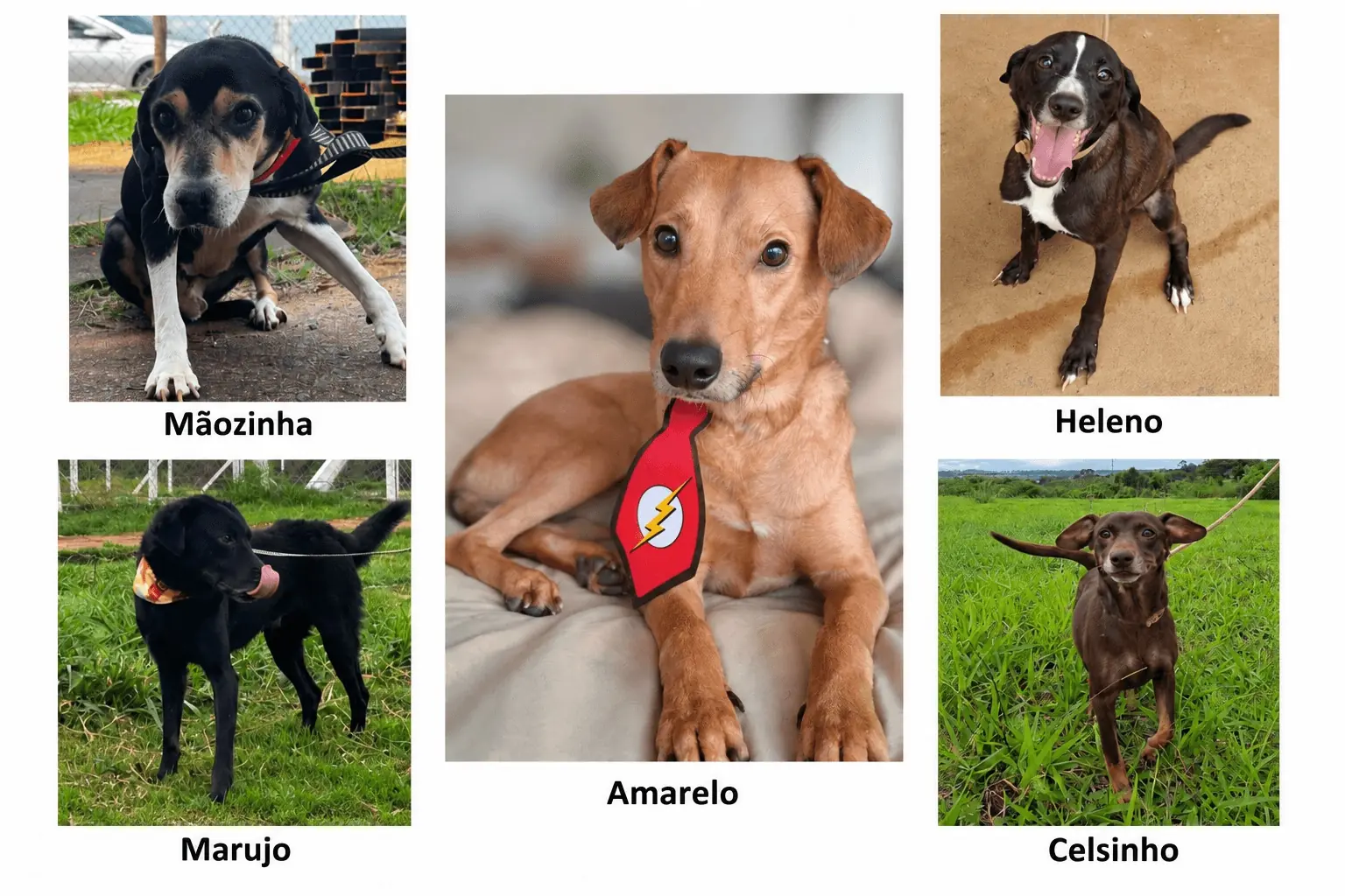 Saúde Animal em Ação: serviços grátis no Shopping Cidade Norte neste sábado