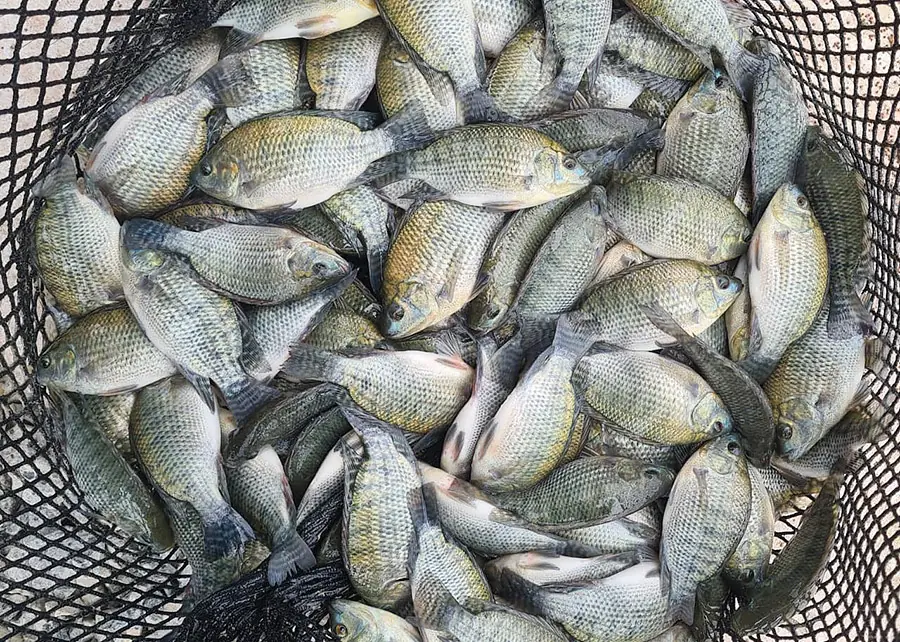 Criação de tilápias reflete impacto com alta oferta do peixe (Divulgação)