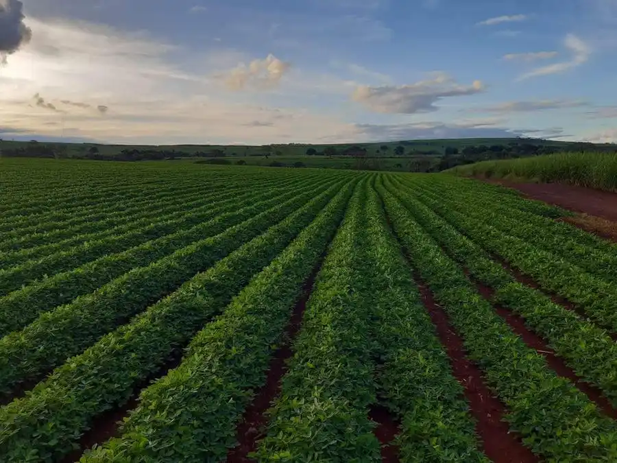 Produtores veem boas perspectivas com plantação de amendoim (Divulgação)