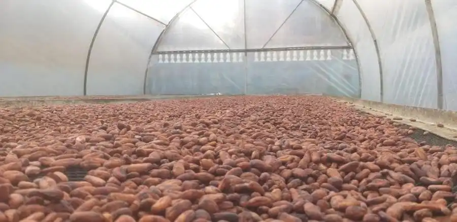 Cacau em amêndoas desperta interesse de produtores da região (Divulgação)