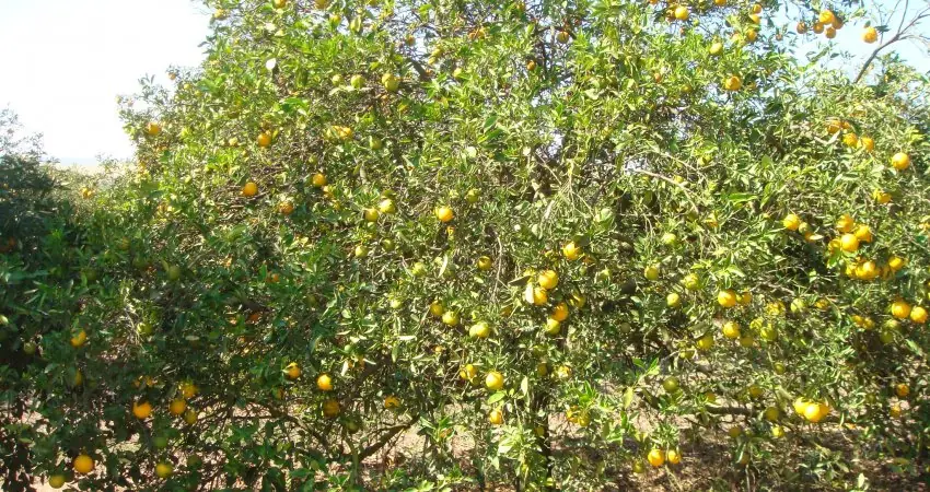 Thumbnail description