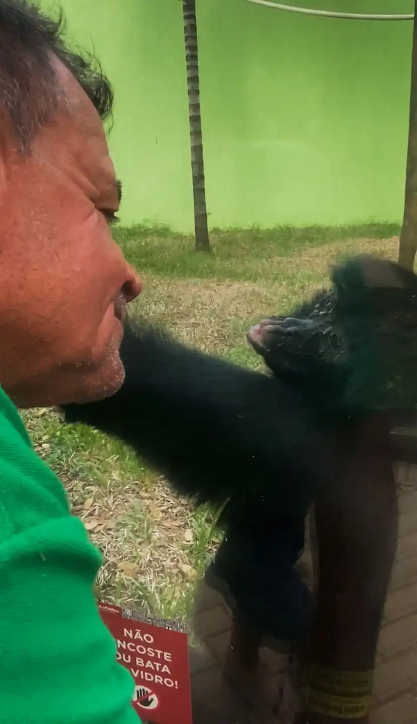 Reencontro neste fim de semana teve "biquinho" da primata (Reprodução)