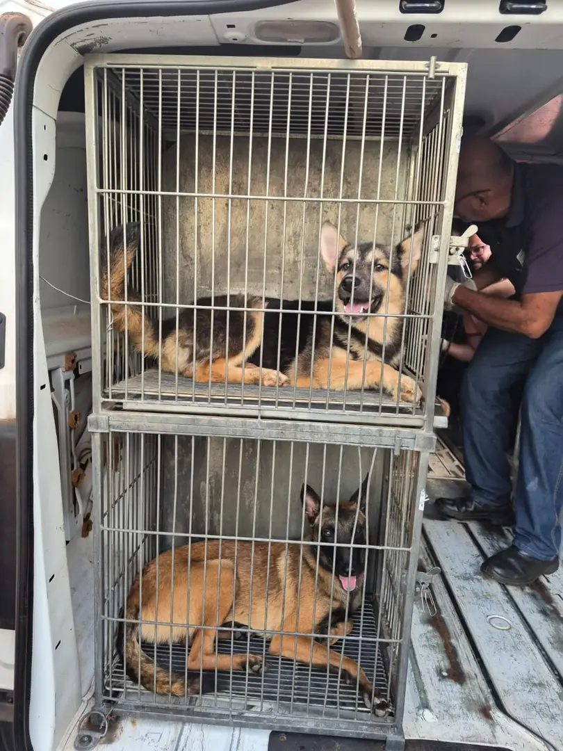 Mãe e filho são presos por maus-tratos a 28 cães em Rio Preto