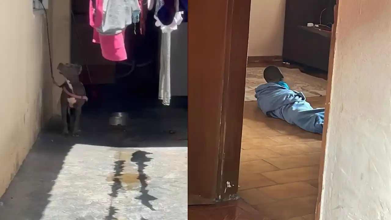 Na casa foi encontrado a cachorra presa por uma corda curta, sem água e comida, e na sala a criança estava no chão enrolada em um cobertor com hematomas no rosto (Colaboração/Polícia Civil)