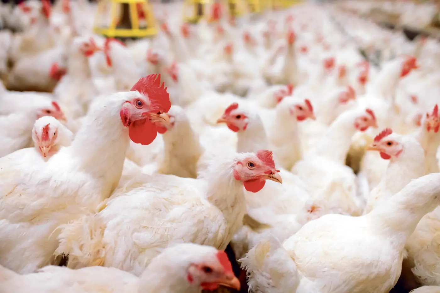 Avicultores do Noroeste preveem alta de 20% na produção de frango