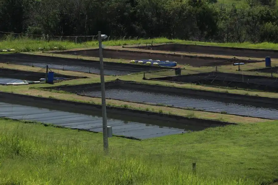 Tanques escavados do Instituto da Pesca, em Rio Preto (Johnny Torres 4/3/2022)