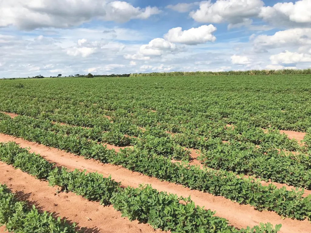 Chuva adianta plantio de amendoim, mas área deve cair 30%