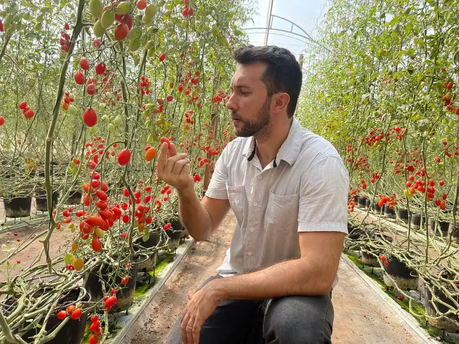 Rafael Martins produz o tomate grape, uma tendência de mercado (Divulgação)