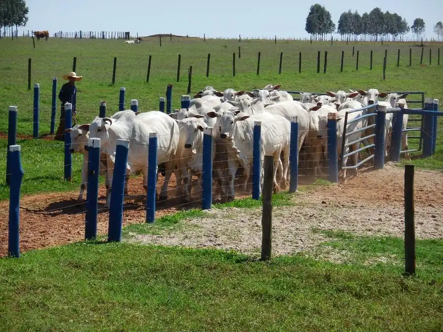Estação de monta tem a finalidade de colocar as vacas para reprodução (Divulgação)