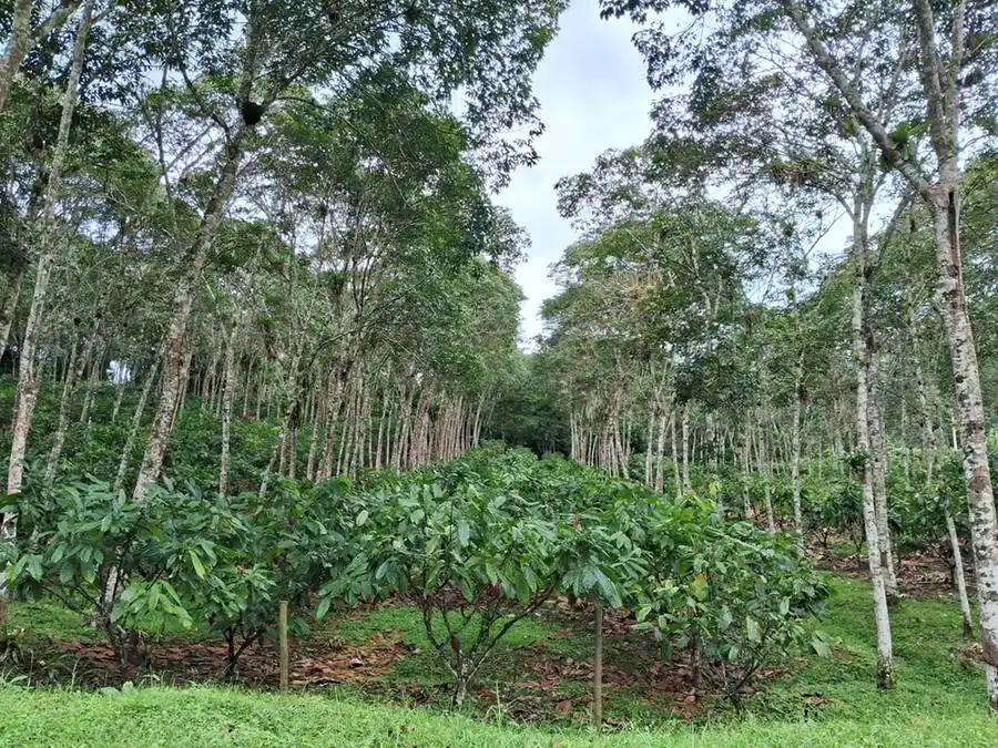 Plantios no sistema de agroflorestal atraem produtores da região (Divulgação)