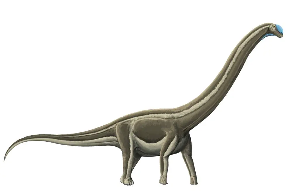 Dinossauros saurópodes, os pescoçudos, foram dizimados por doença óssea infecciosa (Tito Aureliano et al./The Anatomical Record )