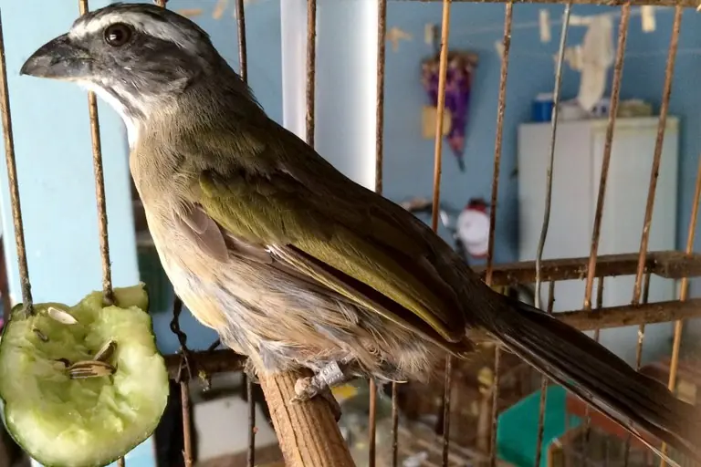 Thumbnail description