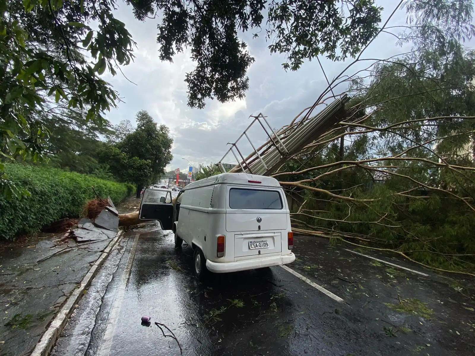 Árvore caiu na marginal da rodovia Washington Luís, em Rio Preto (Guilherme Baffi 29/03/2023)