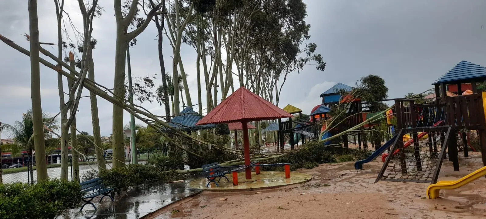 Chuva forte derruba árvores na região de Rio Preto