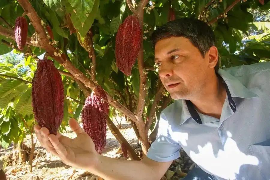 O agrônomo Fernando Miqueletti ressalta a qualidade do cacau do Noroeste (Divulgação)