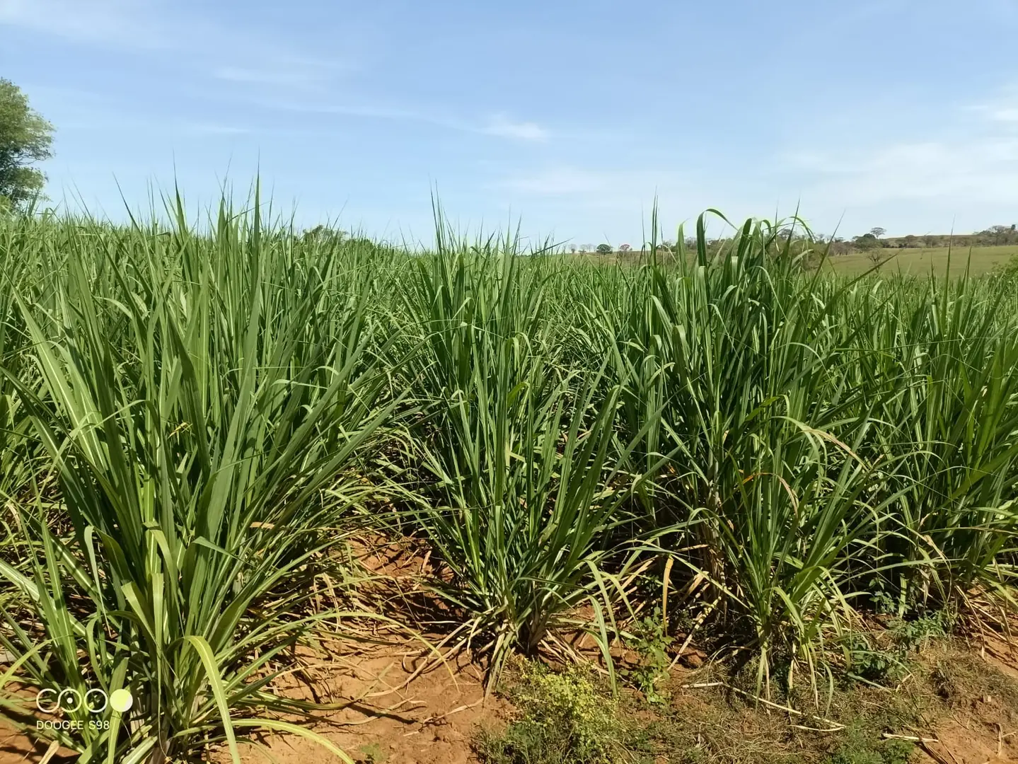 Thumbnail description