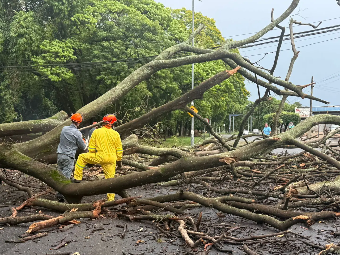 Chuva forte derruba árvores na região de Rio Preto