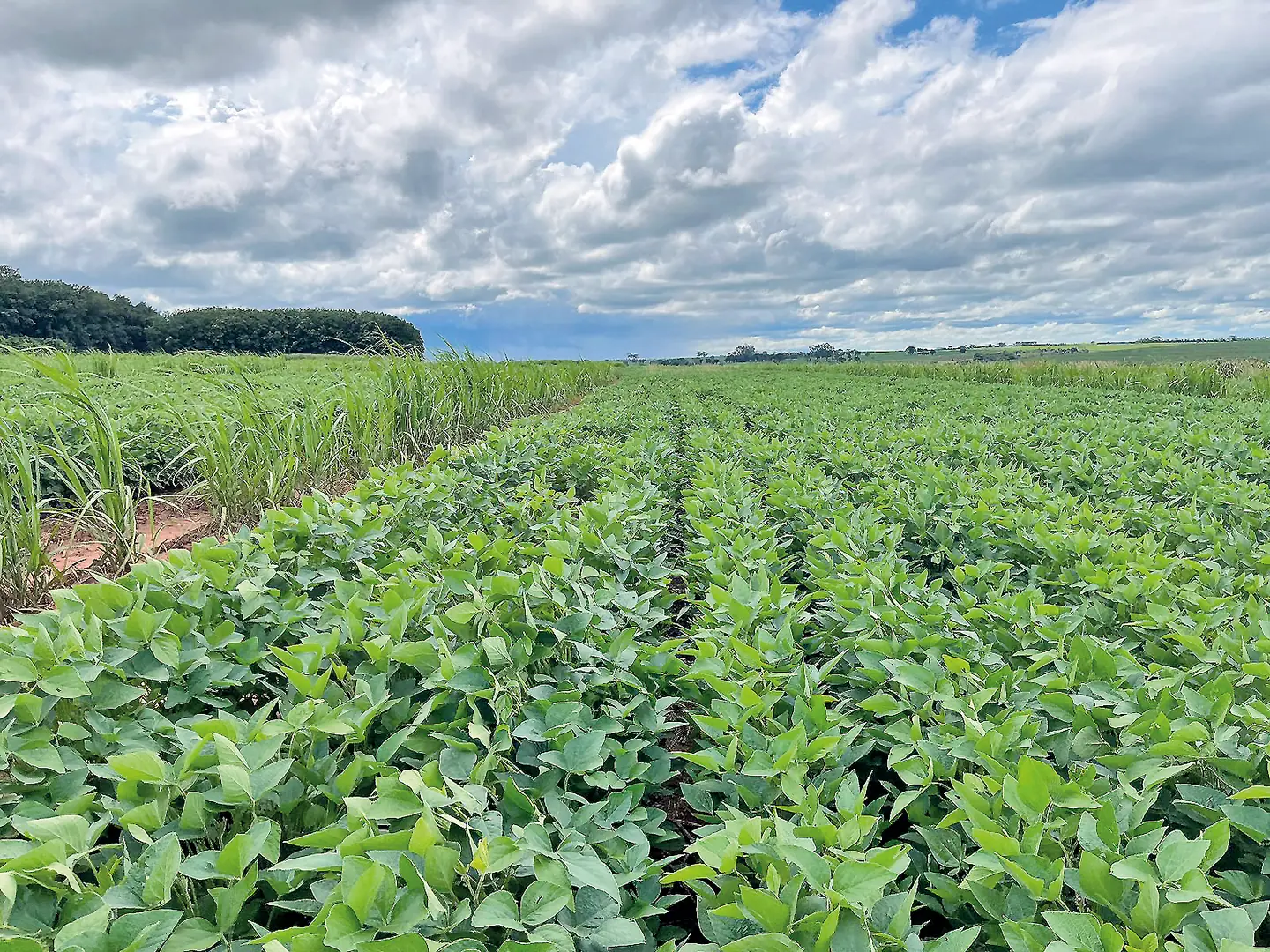 Soja cultivada na região tem risco climático e afasta produtores da cultura (Divulgação)