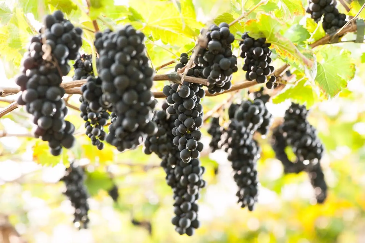 Thumbnail description