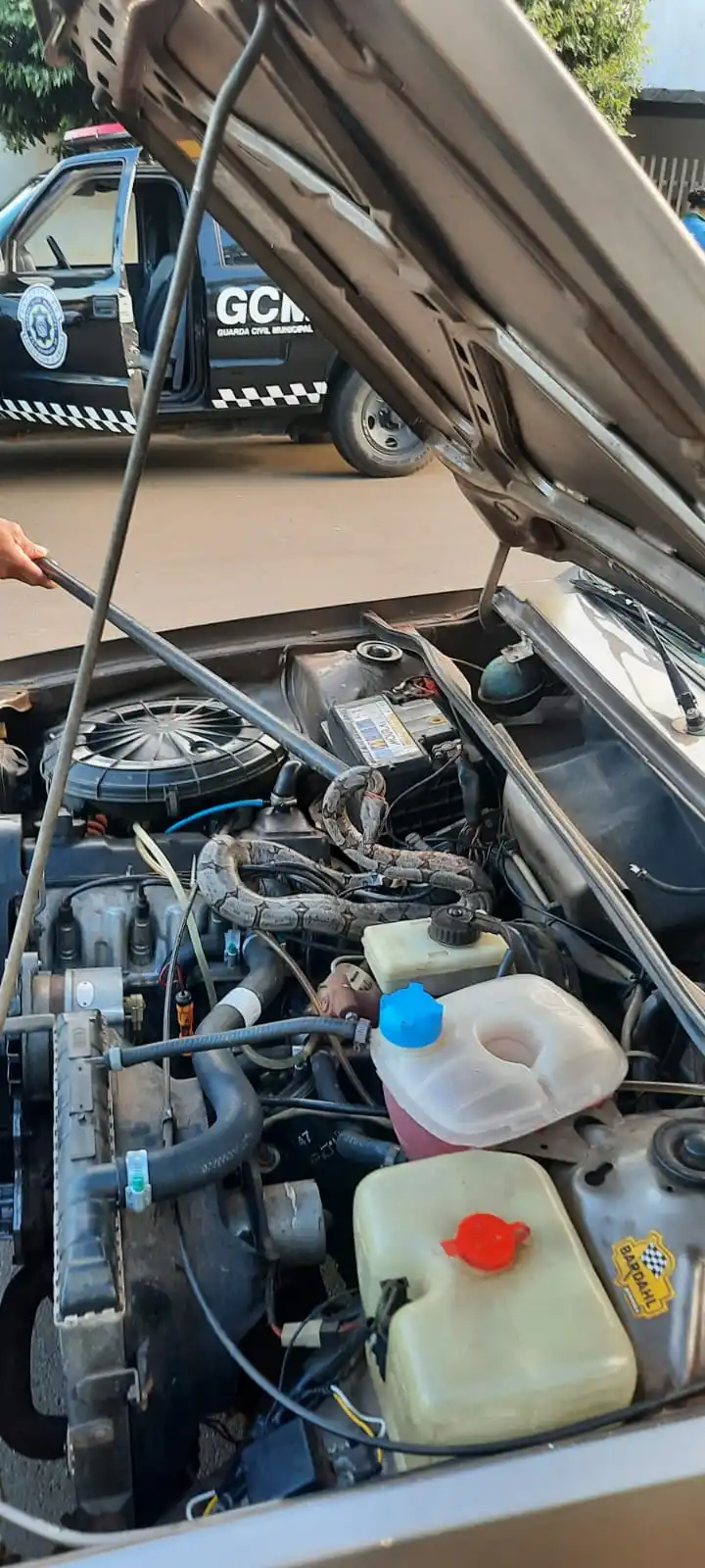 Cobra foi encontrada dentro de compartimento do motor de veículo (Divulgação/GCM)