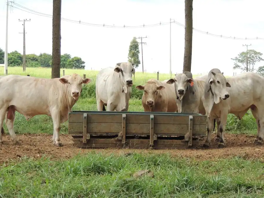 Vendas de carne bovina registraram alta de 36,9% (Divulgação)