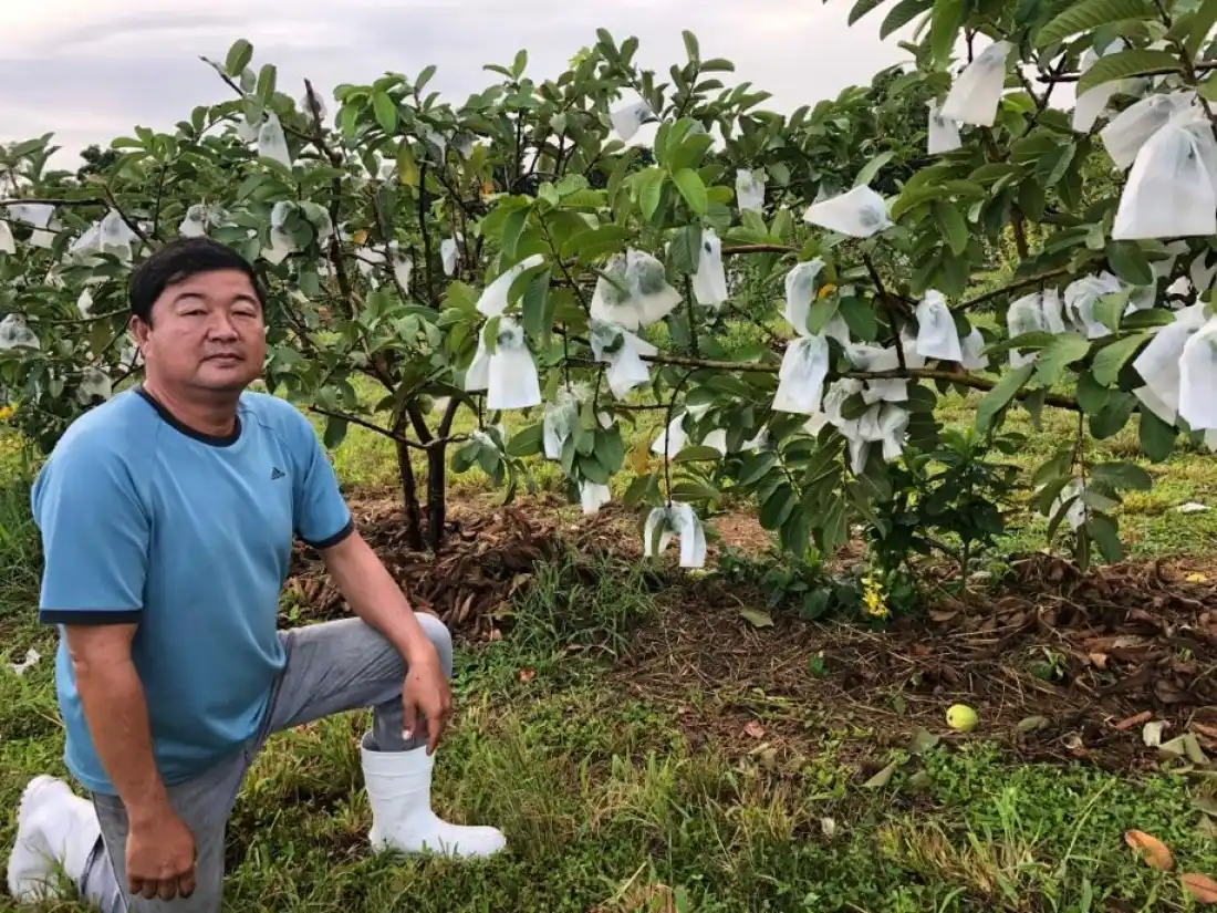 Fruticultor Júlio Shimasaki colhe 10 mil quilos da fruta (Divulgação)