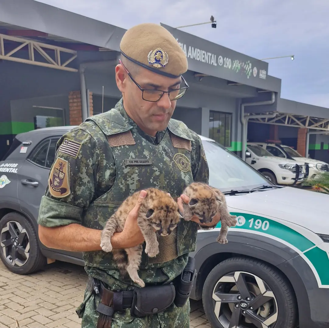Filhotes de onça-parda resgatados em Monte Aprazível (Divulgãção/Polícia Ambiental)