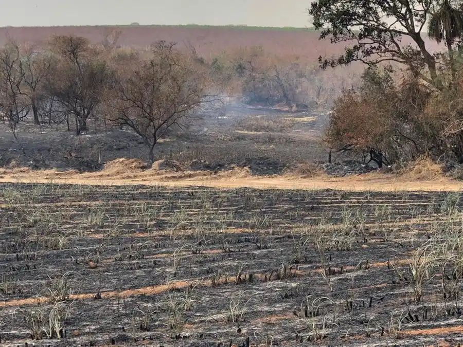 Fogo atinge 3% das lavouras do Centro-Sul (Fogo atinge 3% das lavouras do Centro-Sul)
