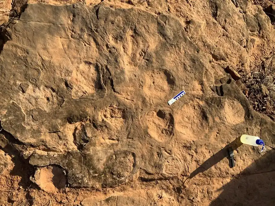 Conjunto de pegadas de dinossauros encontrados em rocha de General Salgado (Arquivo Pessoal/ Bruno Navarro)