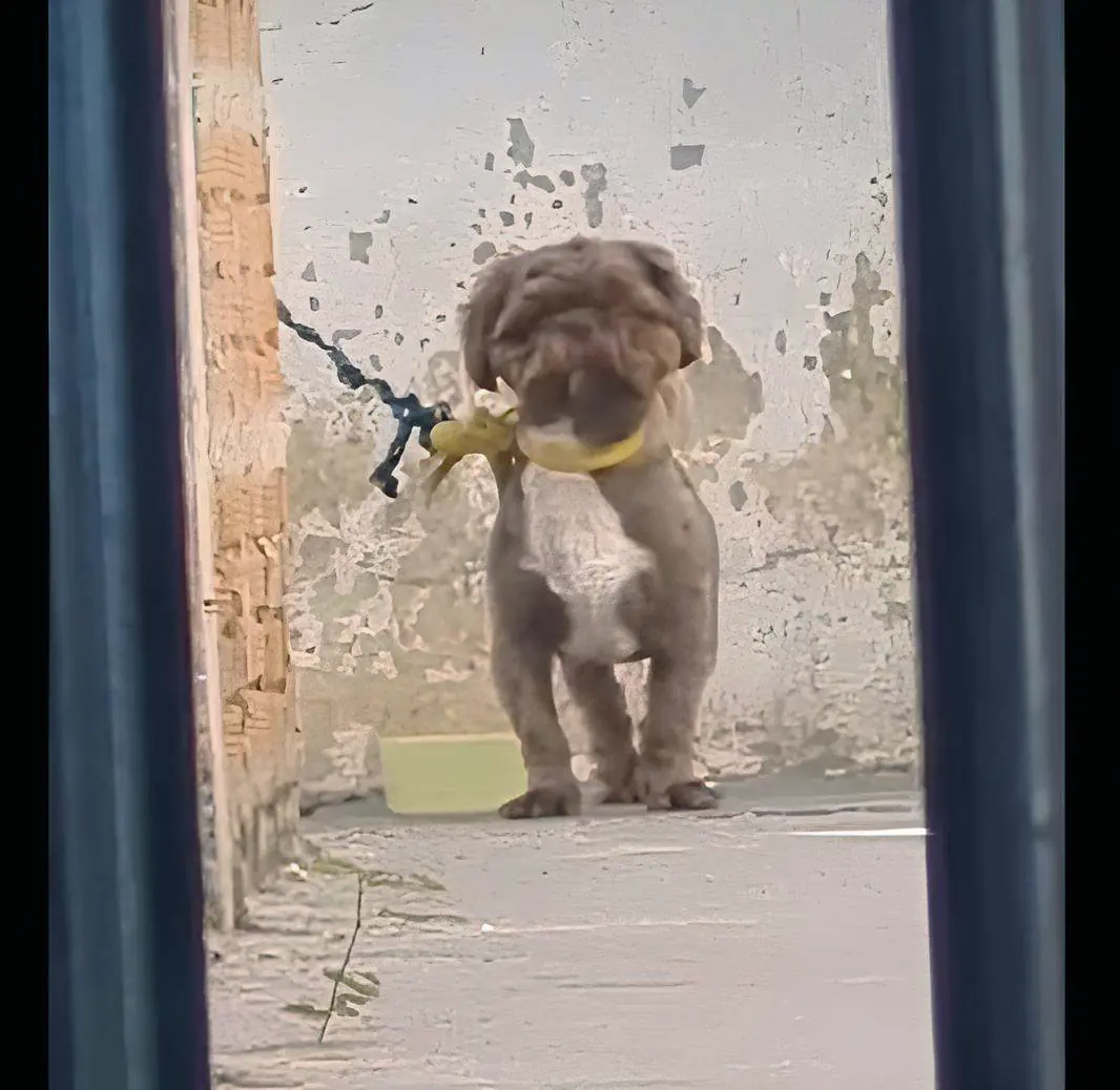 Shih-tzu: o dia todo amarrado (Denise Tremura/colaboração)