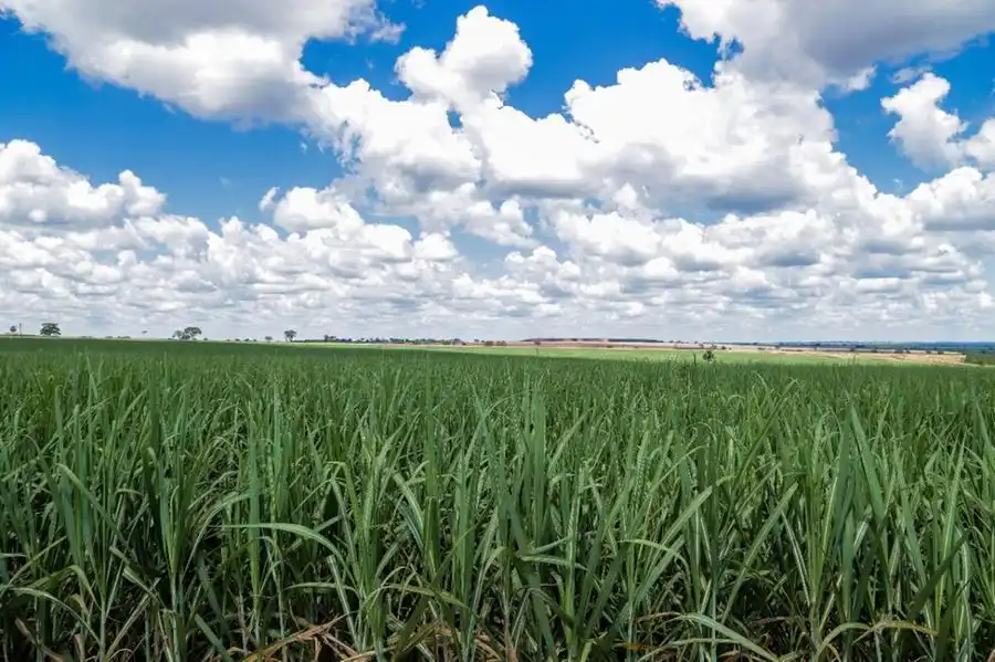 Cultivo de cana ocupa quase 80% da área da região de Rio Preto (Divulgação)